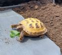 Horsfield : Young approx 2 years old (Tony)